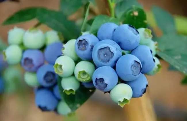 黑加仑和蓝莓的区别