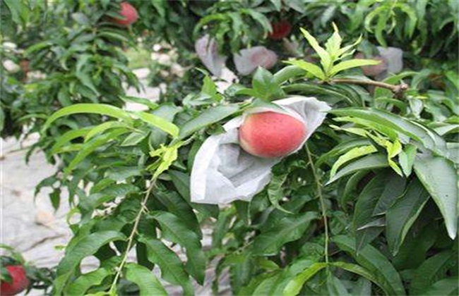 套袋 桃树 方法