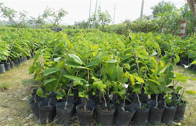 释迦果树种植方法