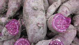紫薯蒸着吃还是煮着吃？