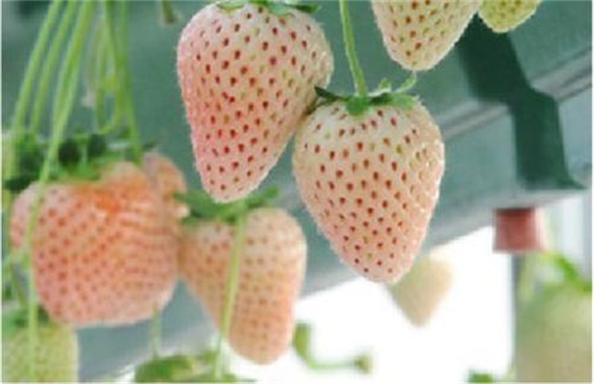 菠萝莓价格多少钱一斤