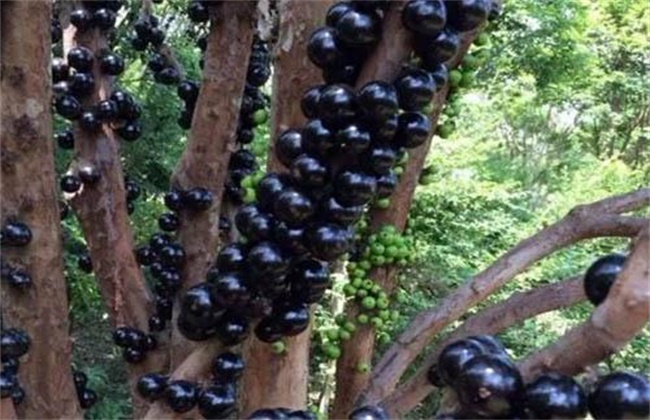 树葡萄多少钱一斤