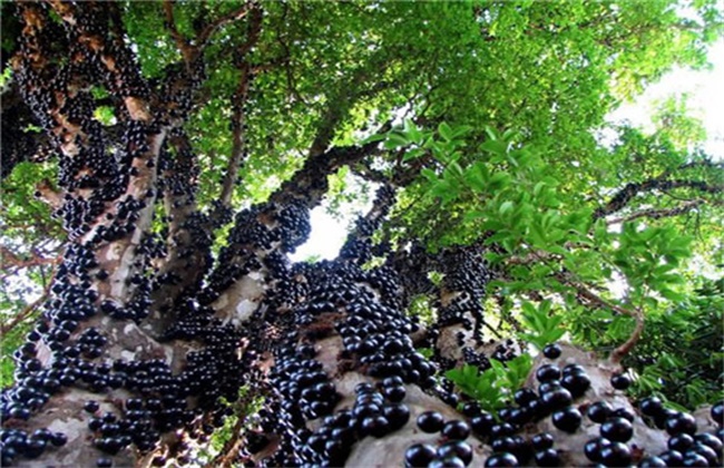树葡萄多少钱一斤