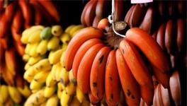 红香蕉多少钱一斤