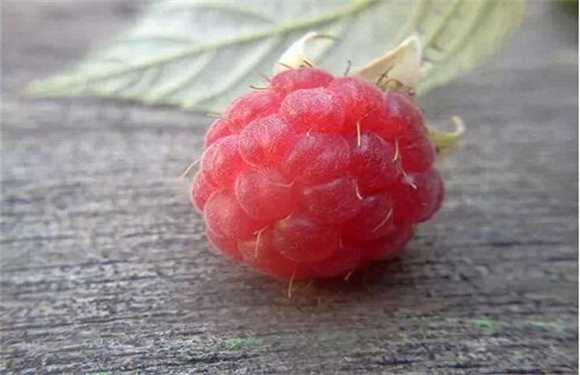 山莓和覆盆子的区别