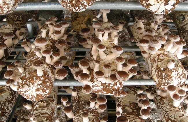 香菇 管理方法 秋季
