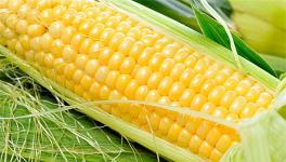 玉米价格多少钱一斤