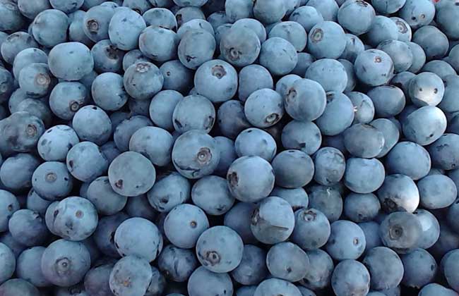 蓝莓怎么吃