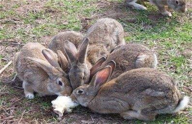 野兔 常见问题 养殖