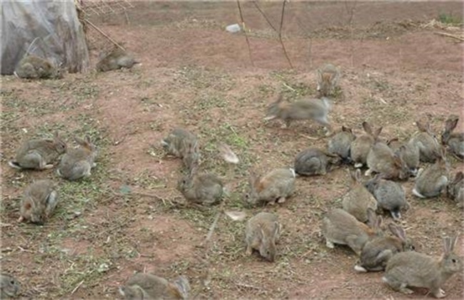 野兔 常见问题 养殖