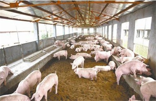 发酵饲料 优点 养猪