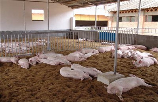发酵饲料 优点 养猪