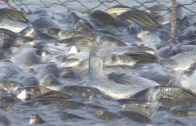 提高成活率 养鱼 越冬