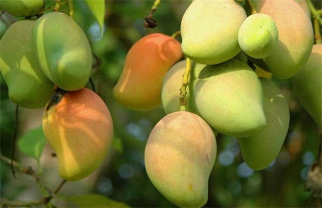 芒果 种植 环境要求