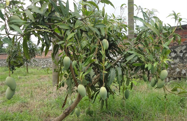 芒果 种植 环境要求