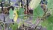 八棱瓜的种植方法