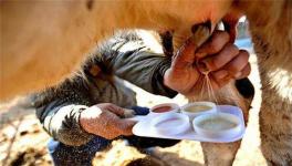 奶牛乳房炎发病原因及防治方法
