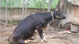 牛生产瘫痪怎么办