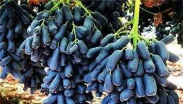 蓝宝石葡萄多少钱一斤