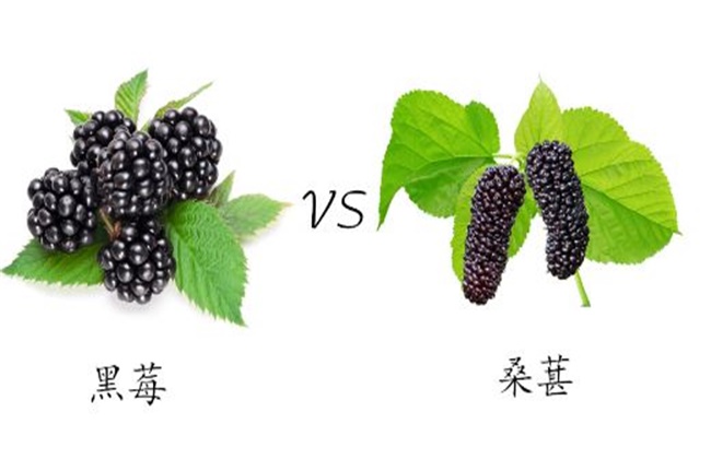 黑莓和桑葚的区别