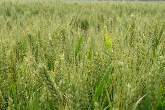 小麦播种期的病虫害技术