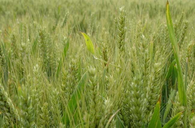 小麦栽培技术