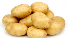 马铃薯高产栽培种植技术