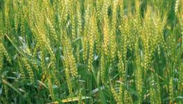 冬小麦优质高产栽培种植技术
