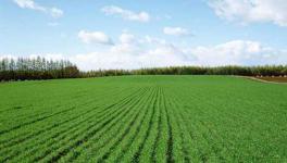 冬小麦返青期的田间管理方案