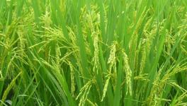 水稻种植过程中叶尖枯病防治措施