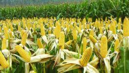 影响玉米收成的因素及处理措施
