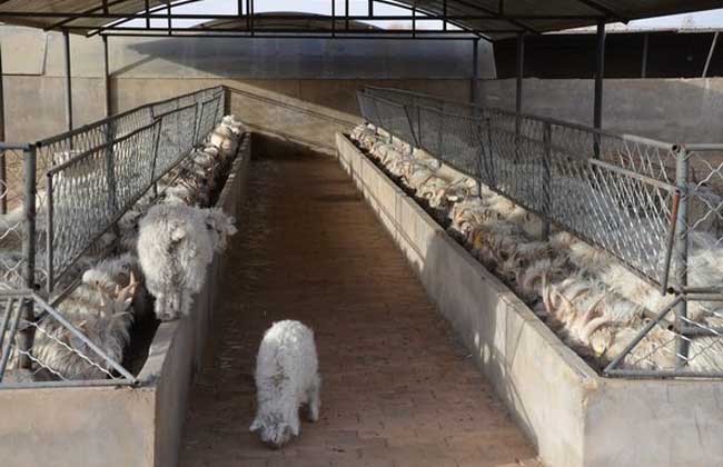 波尔杂交肉羊的高效养殖技术