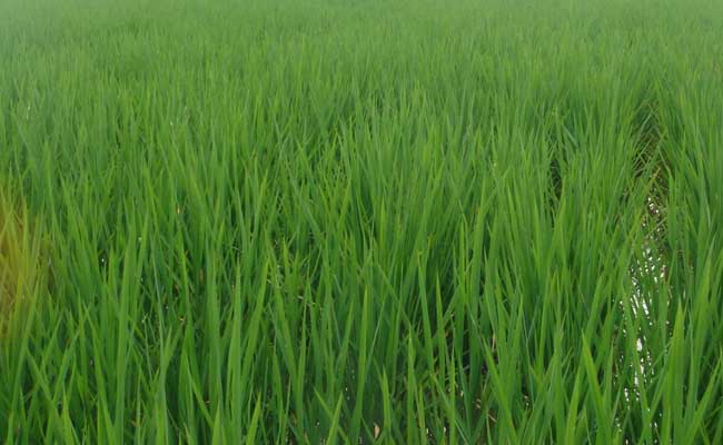 水稻苗期管理技术