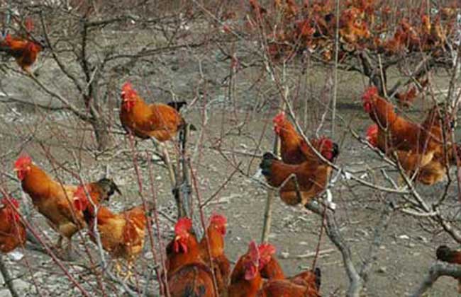 树林中散养鸡要注意哪些问题