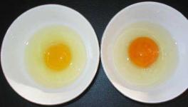 土鸡蛋和普通鸡蛋的区别