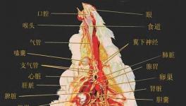 鸡的生理解剖图