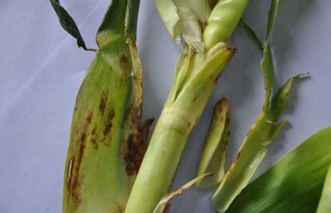 玉米茎腐病的防治方法