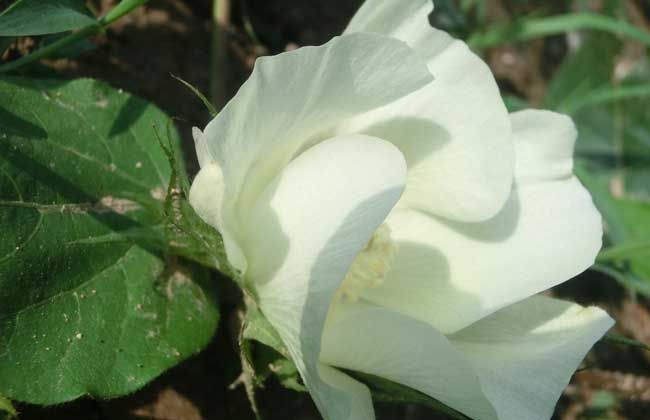 棉花种植技术