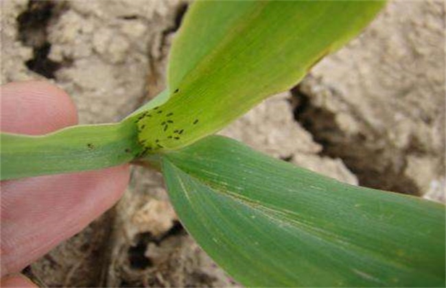 玉米常见病虫害及防治方法