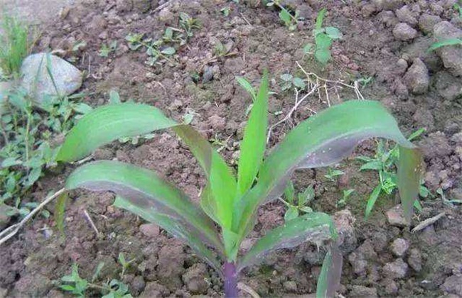 玉米幼苗变色的原因及防治方法