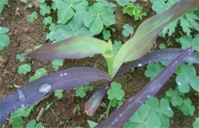 玉米幼苗变色的原因及防治方法
