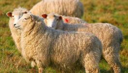 绵羊四季放牧的注意要点