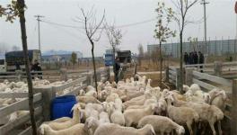 夏季养羊的常见病及防治