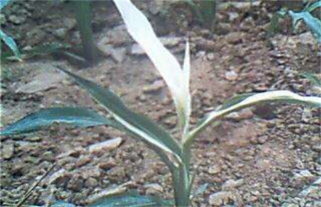 玉米常见缺素的症状及防治方法
