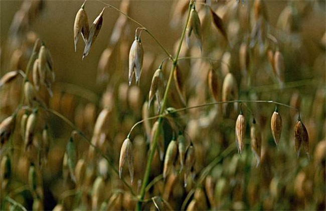 种植燕麦