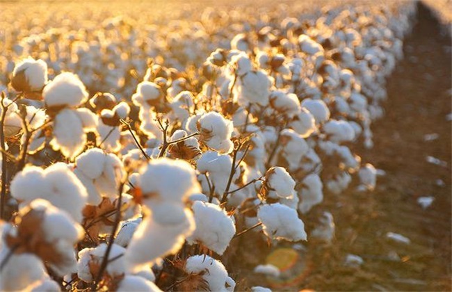 棉花 产量低 原因