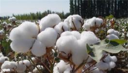 棉花死苗的防治措施