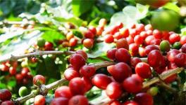 咖啡豆种植的方法