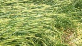 小麦倒伏的原因及挽救方法