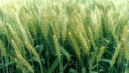水稻根部缺氧的原因及防治